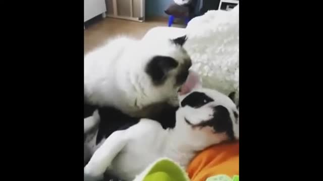 A relaxing massage (cat & dog being bros)