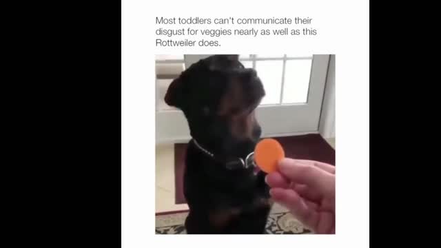 I don't like vegetables!