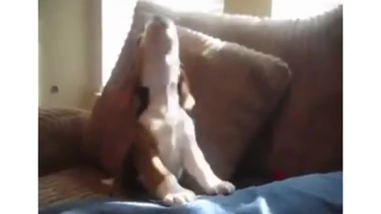 Cute Beagle Puppy Barking🐕🐶