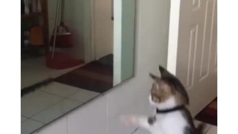 Funny cat shocked