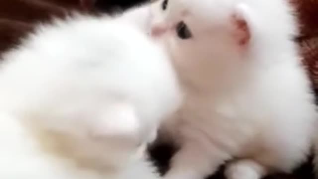 Beautiful and cute cats video