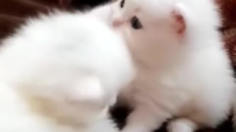 Beautiful and cute cats video