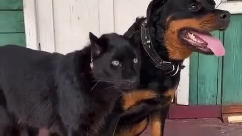 Dog and black panther are friends