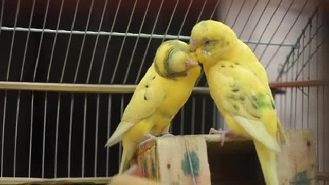 Close-Up Of Yellow Birds Being Romantic To Each Other