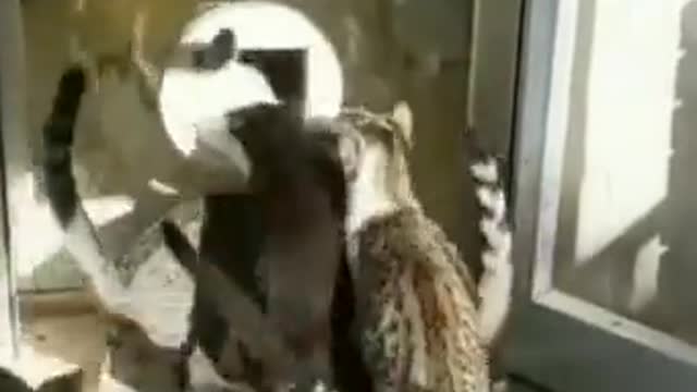 Chicken smell is coming,,