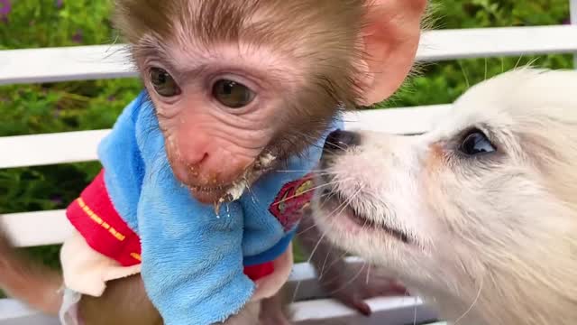 Monkey Baby Bon Bon finds surprise eggs in the garden and eats watermelon ice cream with the puppy