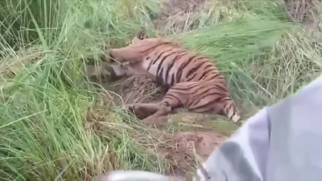 Moments When Big Cats Face the Crocodile.mp4