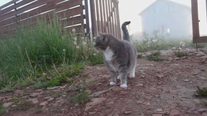 Cat And Dog Are Walking Around.