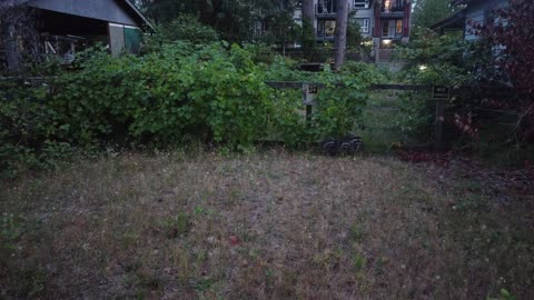 drone spots raccoons