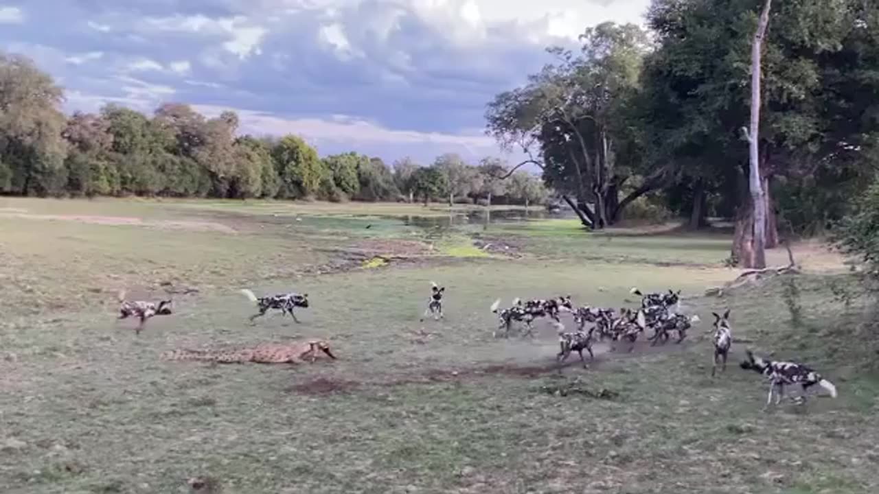 Crocodile Steals some Impala Meat from Dogs 🐊🦌