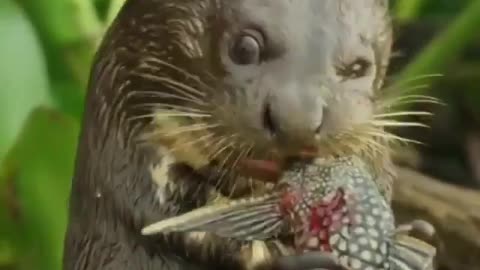 🦦 The Giant Otter Feasts On Its Prey. | Interesting Facts #Shorts #interestingfacts