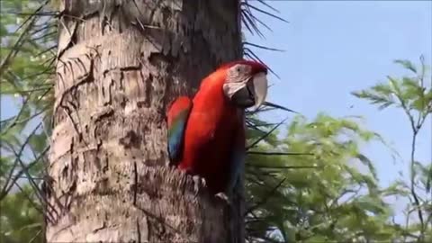 red macaw