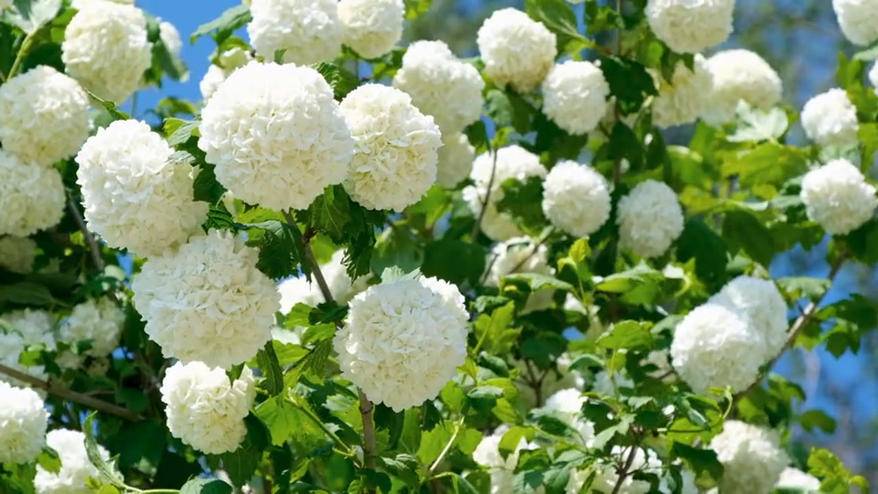 Snowball Flower
