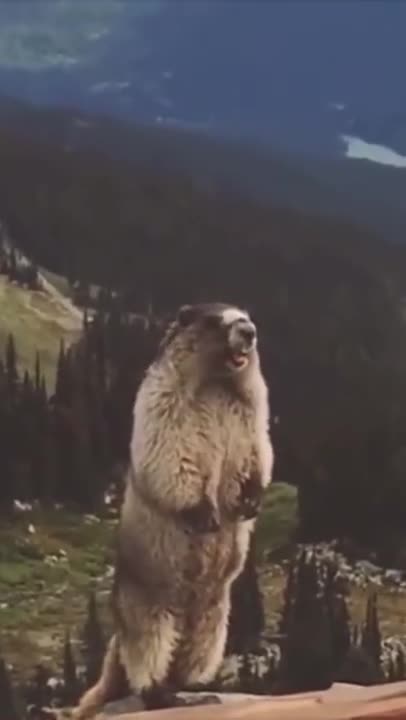 At Least He’s Trying. #marmot #remix #repost Subscribe for more