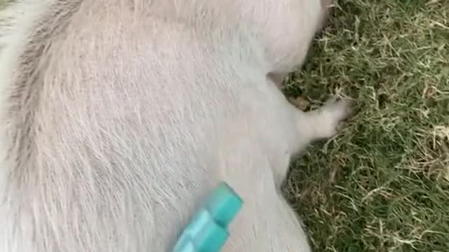 Classic#fyp#foryou#pig
