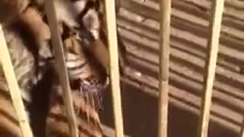 Playing With Tiger In The Zoo