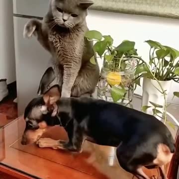 cat harassing this poor dog 😐😁😂 🤦‍♂️ 😺 vs 🐶