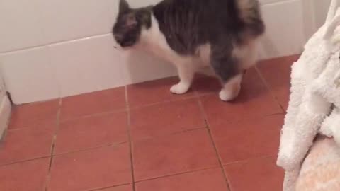 Cat confused by white tail