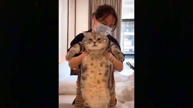 Do whatever it takes Not To Laugh To These Pets Compilation#4