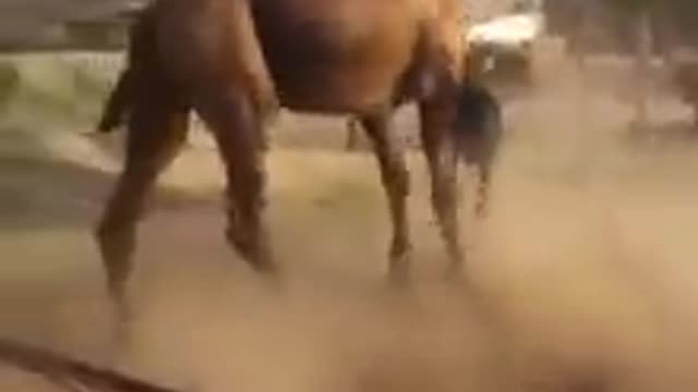 Fight between camel and donkey - Funny