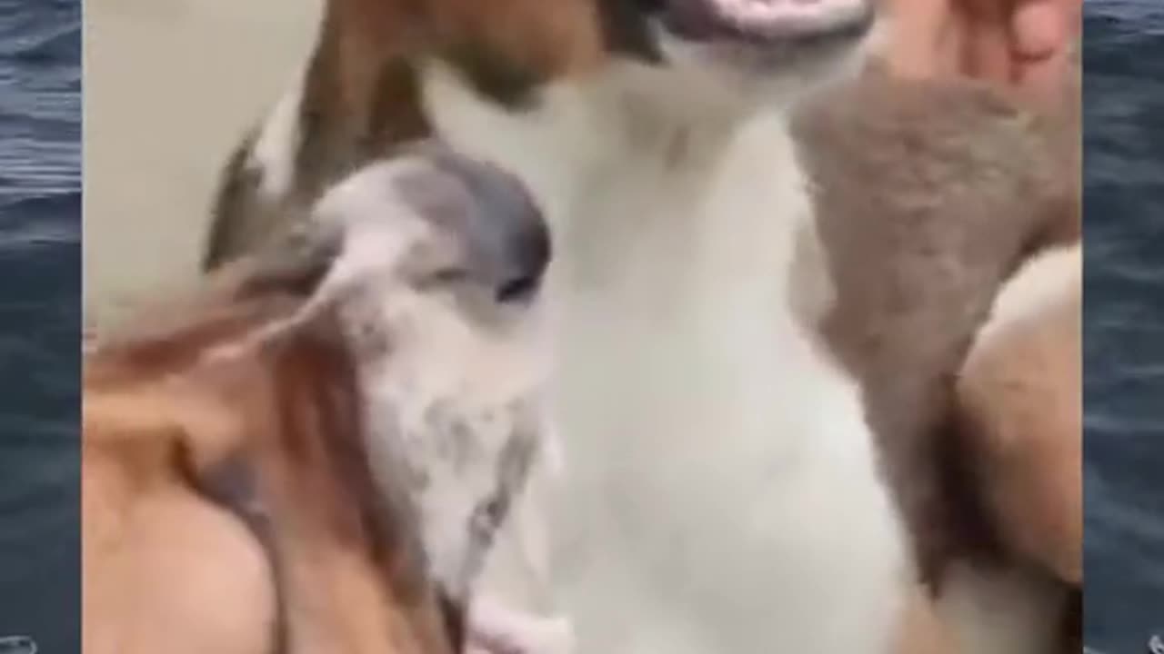 Funny 😁 video of dog 🐕