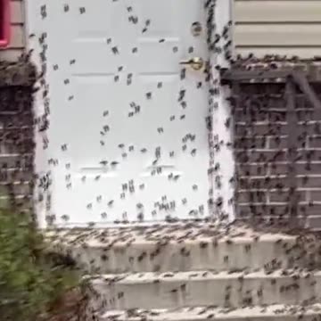 Millions of crickets have invaded Nevada