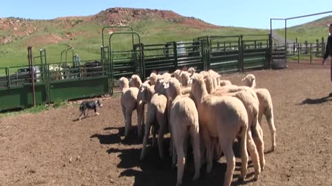 Jess in corral 00234 32 seconds