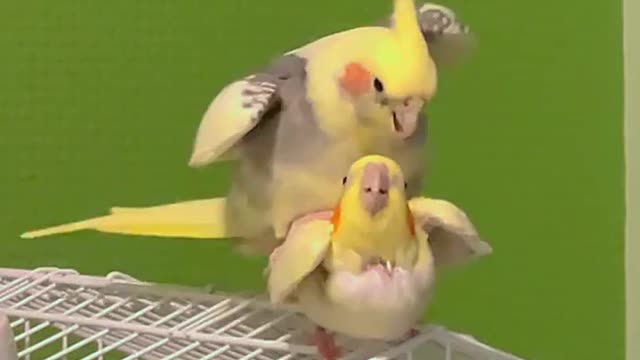 Cockatiel breeding period