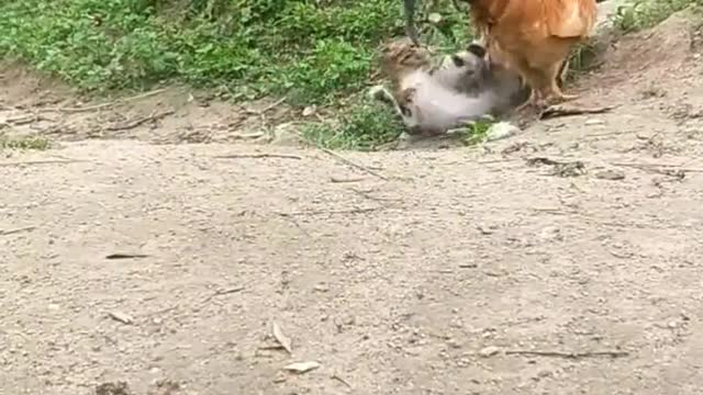 Chicken and cat fight, who do you think can win?