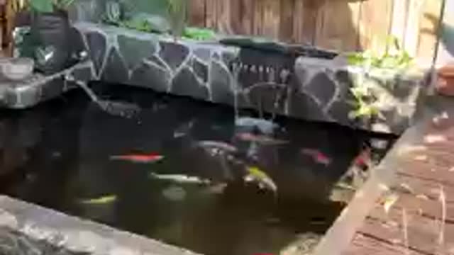 Koi fish pond (23)