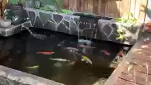 Koi fish pond (23)