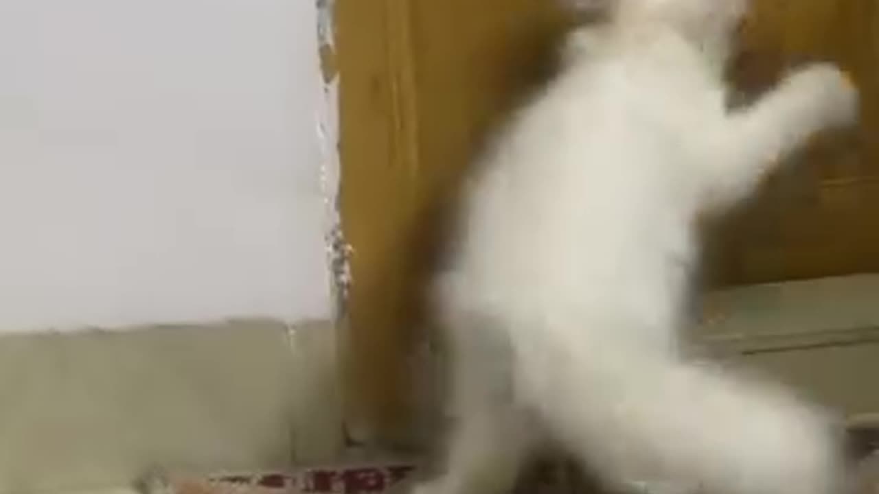 Cat playing with bell.