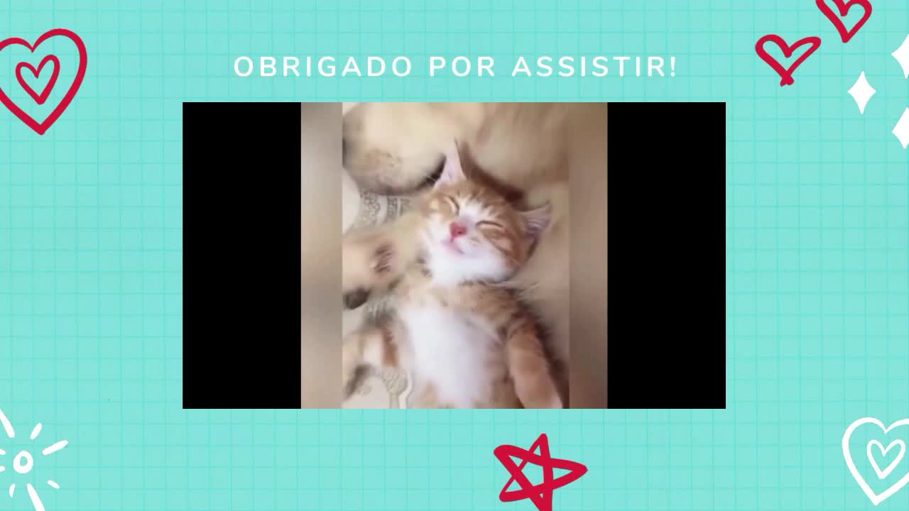 ✅Gato e Cachorro fazendo coisas engraçadas #03