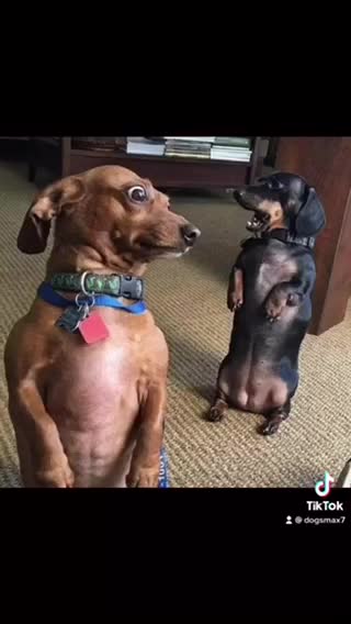 Lovely dog ​​Cute dog Funny dog