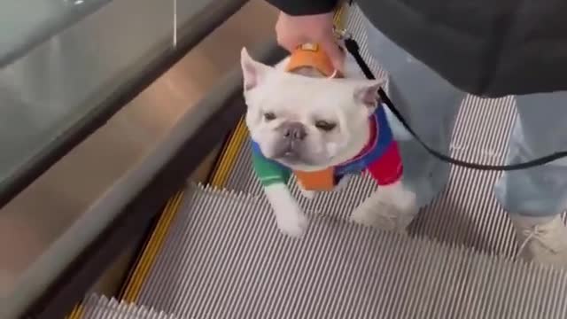 Escalator Dog Prank