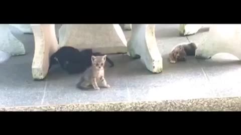 Kittens at play time