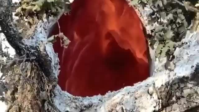 Fire burning inside a tree due to lightning.