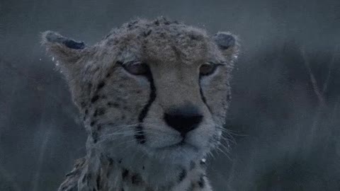 [Animal] Cheetah-It rains all day!