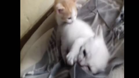 Baby Cats fighting