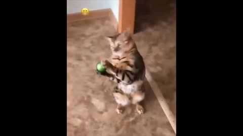 Cat catches the ball better than humans (make sure)