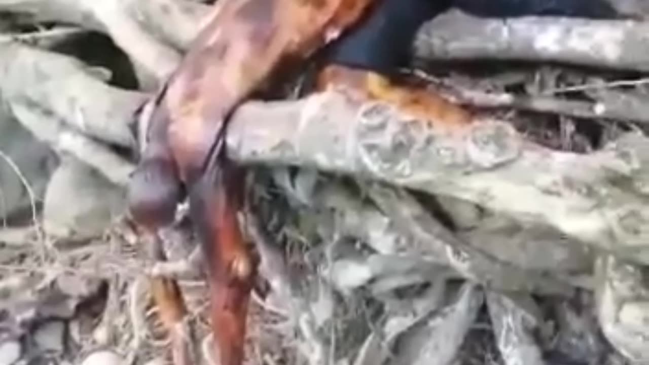 #2 Viewer Discretion Advised: dead body at the Panama Darien Gap Jungle