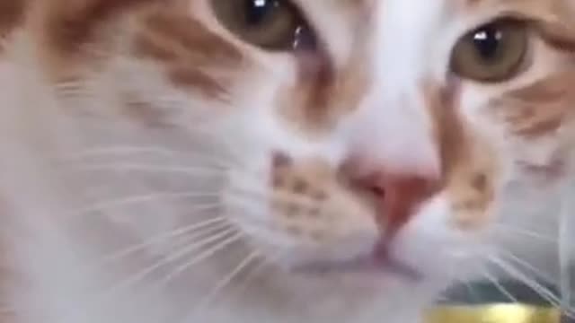 omg so cute cat