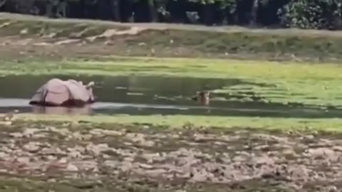 Wildlife in closer view with a natural perspective.