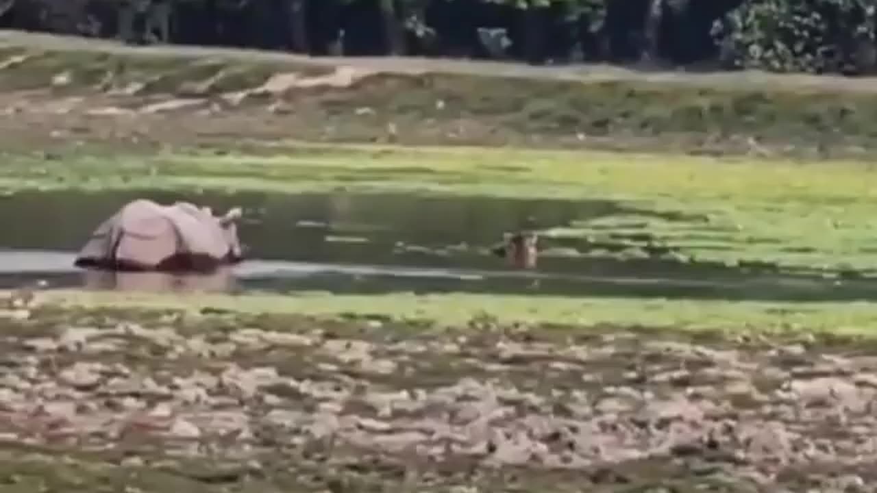 Wildlife in closer view with a natural perspective.