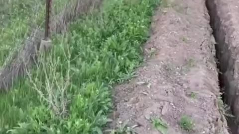 The confused behavior of animals