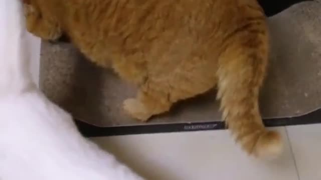 FunnyPetsToday,Funny Cat You Might Never See Before, part95