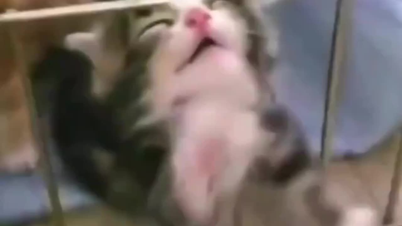 Funny animals compilation