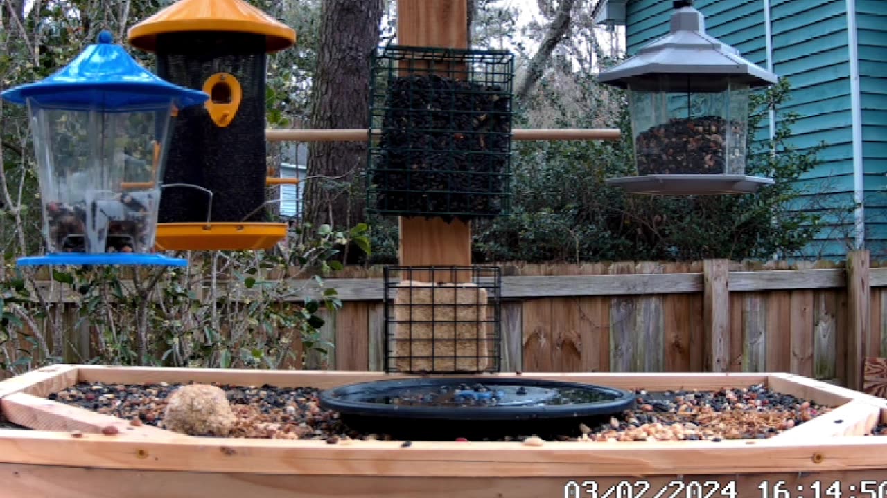 Relaxing Live Bird Cam