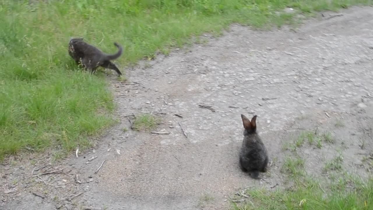 Cool video. Rabbit and cat fight