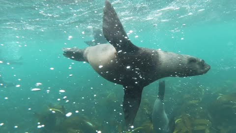 playing with a group of very cute seals